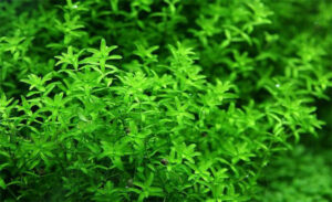 Cây trân châu thường 1