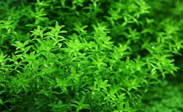 Cây trân châu thường 1