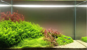 Cây trân châu thường 3