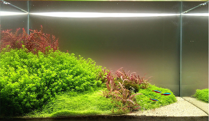 Cây trân châu thường 3